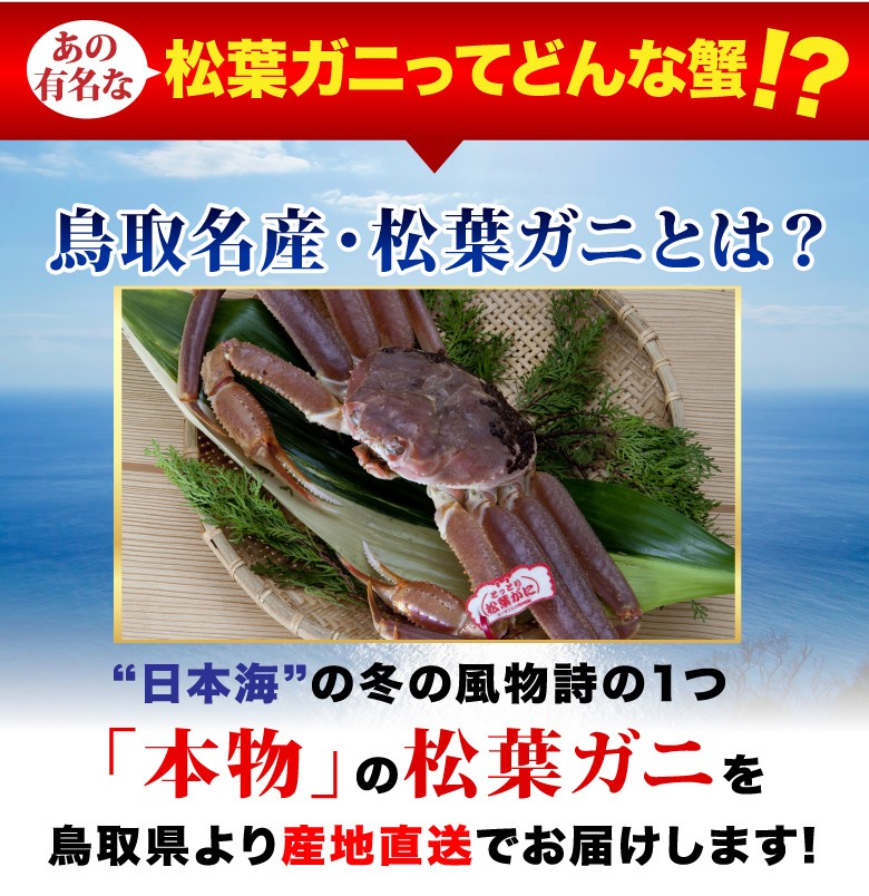 数量限定価格!! タグ付き松葉ガニ(活) 大サイズ2枚で1.6kg前後 カニ