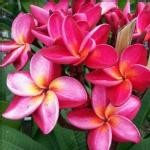 蕾付き プルメリア（ブリザード）5号鉢 : 日本花卉ガーデンセンター