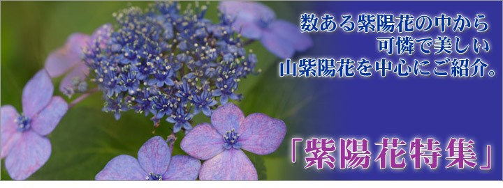 日本花卉ガーデンセンターyahoo 店 紫陽花 アジサイ の苗木 花木 庭木 Yahoo ショッピング