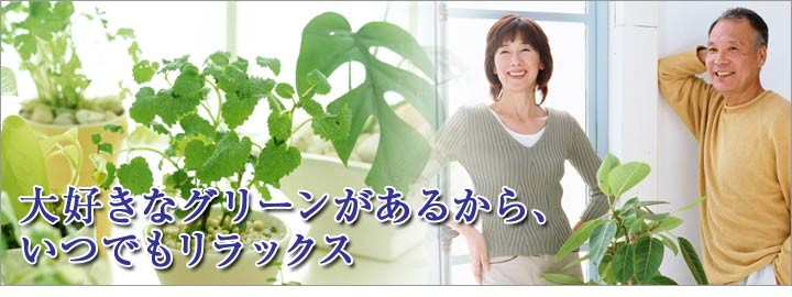 日本花卉ガーデンセンターyahoo 店 観葉植物 Yahoo ショッピング