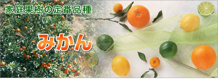 日本花卉ガーデンセンターYahoo!店 - 柑橘類（みかん類）の苗木（果樹苗）｜Yahoo!ショッピング