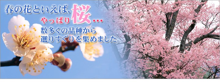 日本花卉ガーデンセンターyahoo 店 桜の苗木 花木 庭木 Yahoo ショッピング