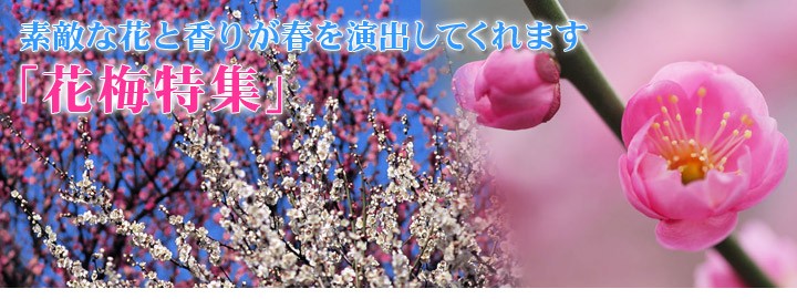 日本花卉ガーデンセンターyahoo 店 花梅の苗木 花木 庭木 Yahoo ショッピング