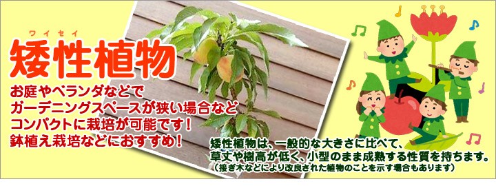 日本花卉ガーデンセンターyahoo 店 矮性植物シリーズ 希少植物 その他の植物 Yahoo ショッピング