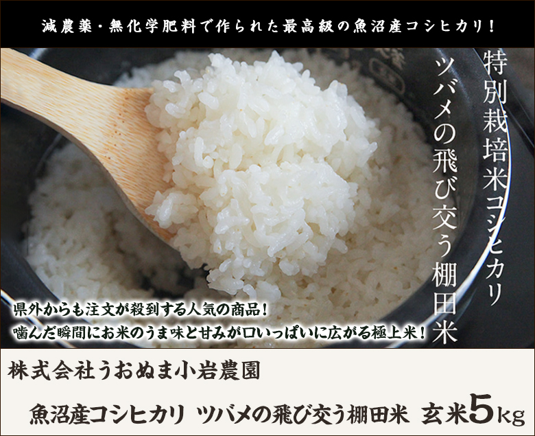 コシヒカリ 令和6年度産米 特別栽培米(減農薬・無化学肥料 コシヒカリ 令和6年度産米 特別栽培米(減農薬・無化学肥料