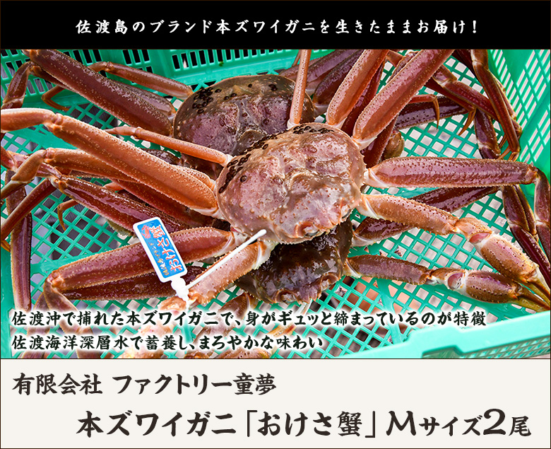 佐渡産 活本ズワイガニ「おけさ蟹」 Mサイズ2尾 エアーポンプ付