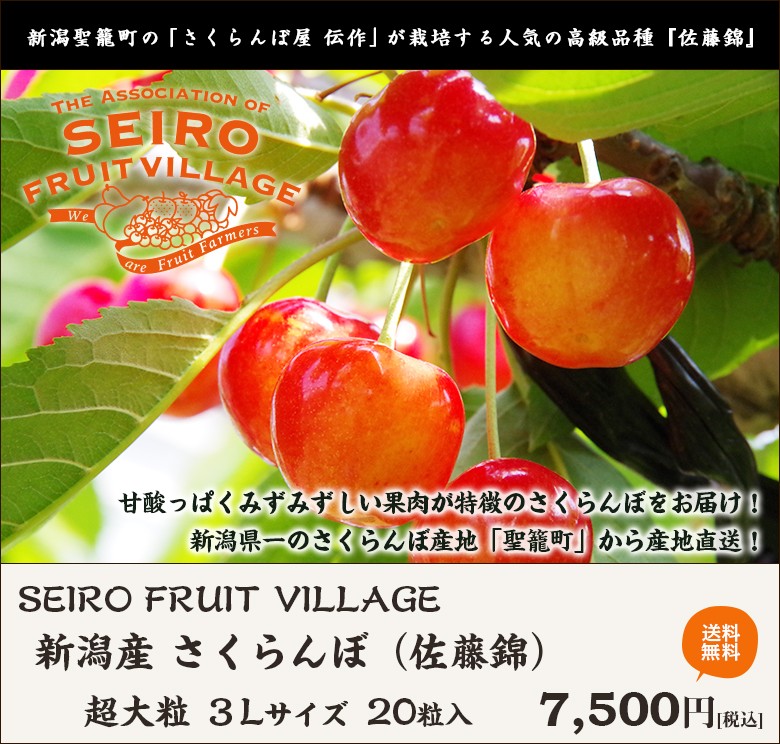 新潟聖籠町産 さくらんぼ 佐藤錦 超大粒3Lサイズ 20粒プレミアム