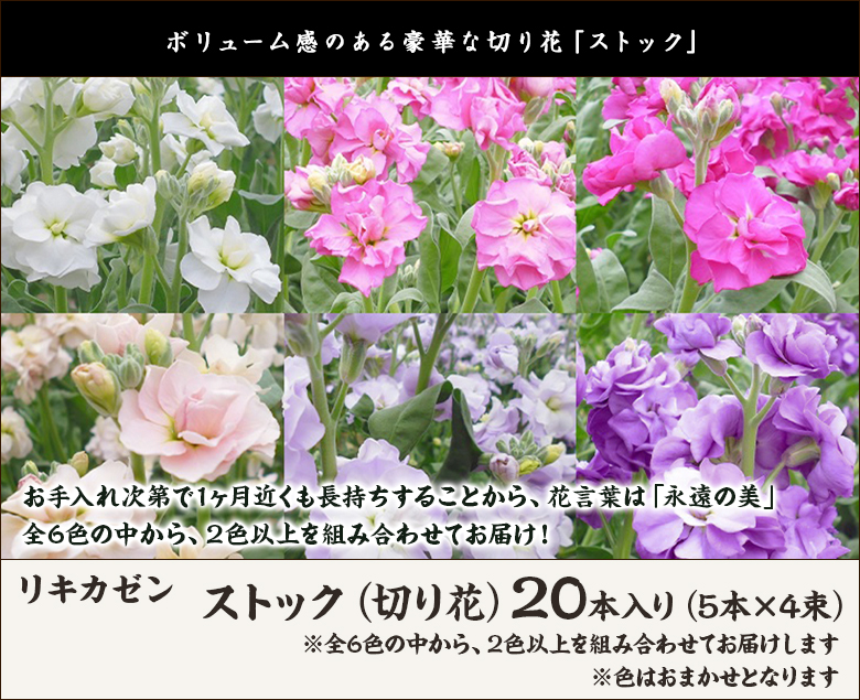 新潟県産 ストック 切り花 スプレータイプ 本入り 5本 4束 リキカゼン 御歳暮にも ギフトにも のし無料 送料無料 0419 001 03 新潟直送計画 通販 Yahoo ショッピング