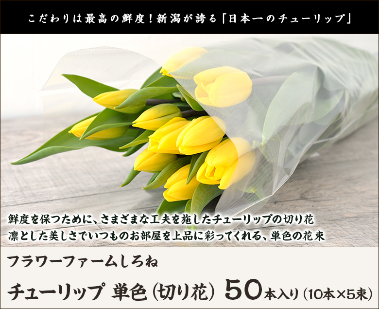 チューリップ 単色（切り花）50本入り（10本×5束）/蕾の状態でお届け