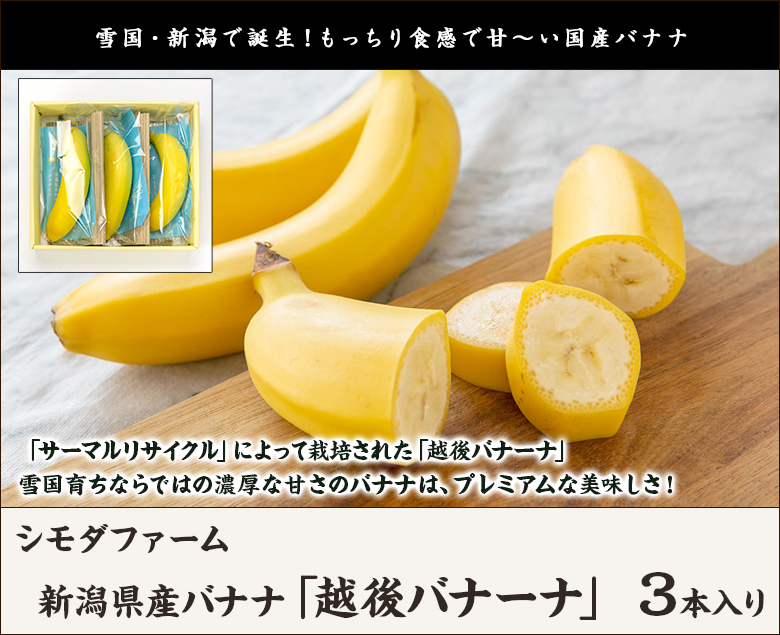 新潟県産バナナ「越後バナーナ」3本入り/国産バナナ/シモダファーム