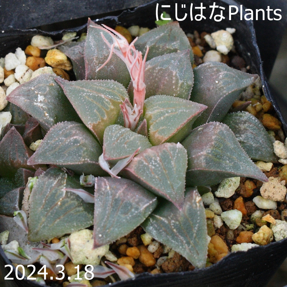 にじはなPlants - ハオルチア｜Yahoo!ショッピング