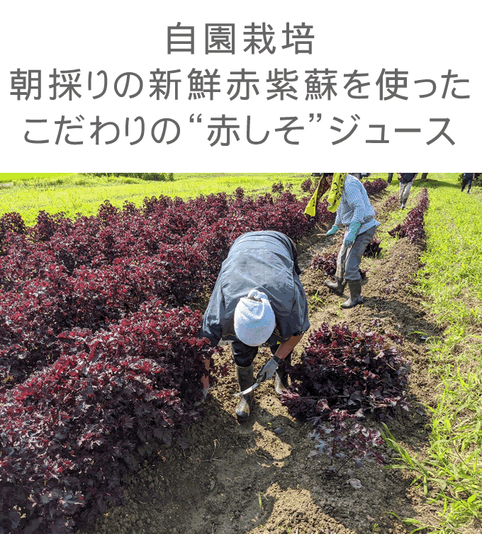 群馬県産　新鮮赤しそ　10キロ nijinosono_akasiso-500