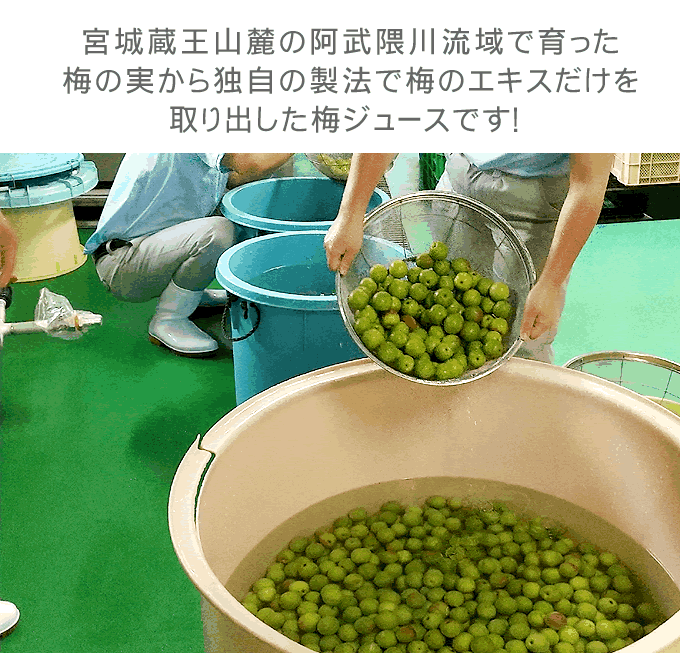 完熟梅シロップ　900ml×3本　無添加 完熟梅シロップ 330g×2 / 和歌山 田辺市 紀州南高梅 南高梅 梅