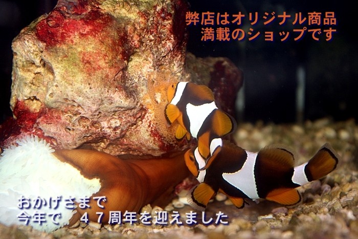 日海センター　オリジナルろ材 Nobu 混合ろ材 | オリジナル商品 | 海水魚のパイオニア 日海センター