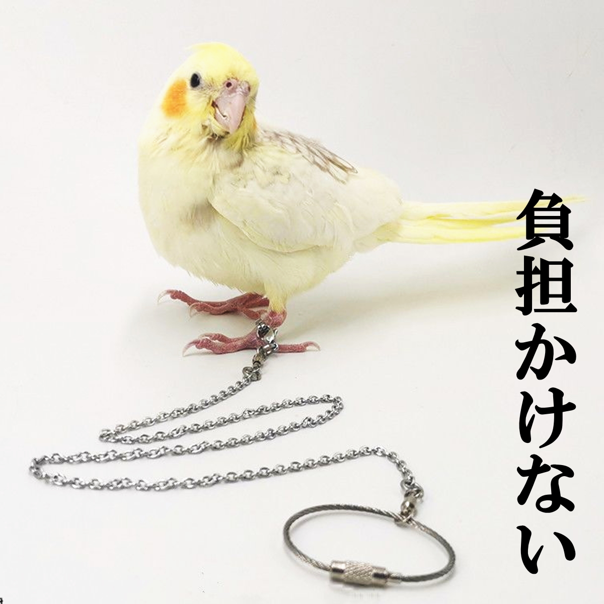 足輪 リード セット インコ用 鳥用 小動物用 足チェーン リーシュ トレーニング縄 足リング 足輪9サイズ お散歩 迷子防止 メール便送料無料