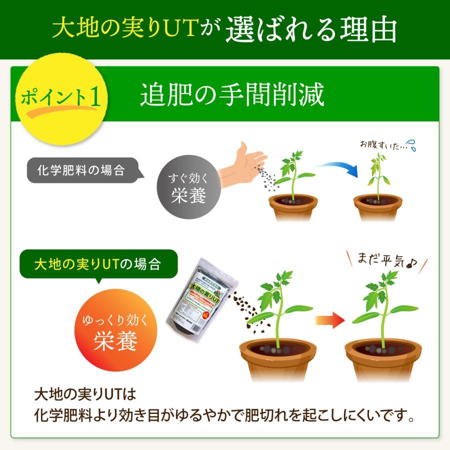 大地の実りUTは化学肥料より効き目が緩やかで肥切れを起こしにくい。追肥の手間が削減します。