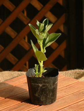 お届け苗イメージ