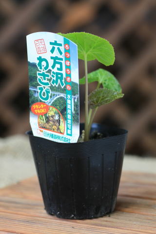 水陸両用わさび「六方沢ワサビの苗」【販売期間：春期3月中旬〜4