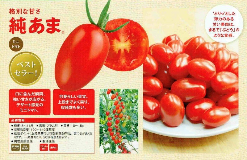 サントリー本気野菜 トマト苗 「純あま」9cmポット【4月中旬〜5