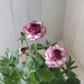 Niko様　紫陽花ブローチ　各種 八重咲き♡卑弥呼♡紫陽花♡ハイドランジア♡5号鉢♡ アート