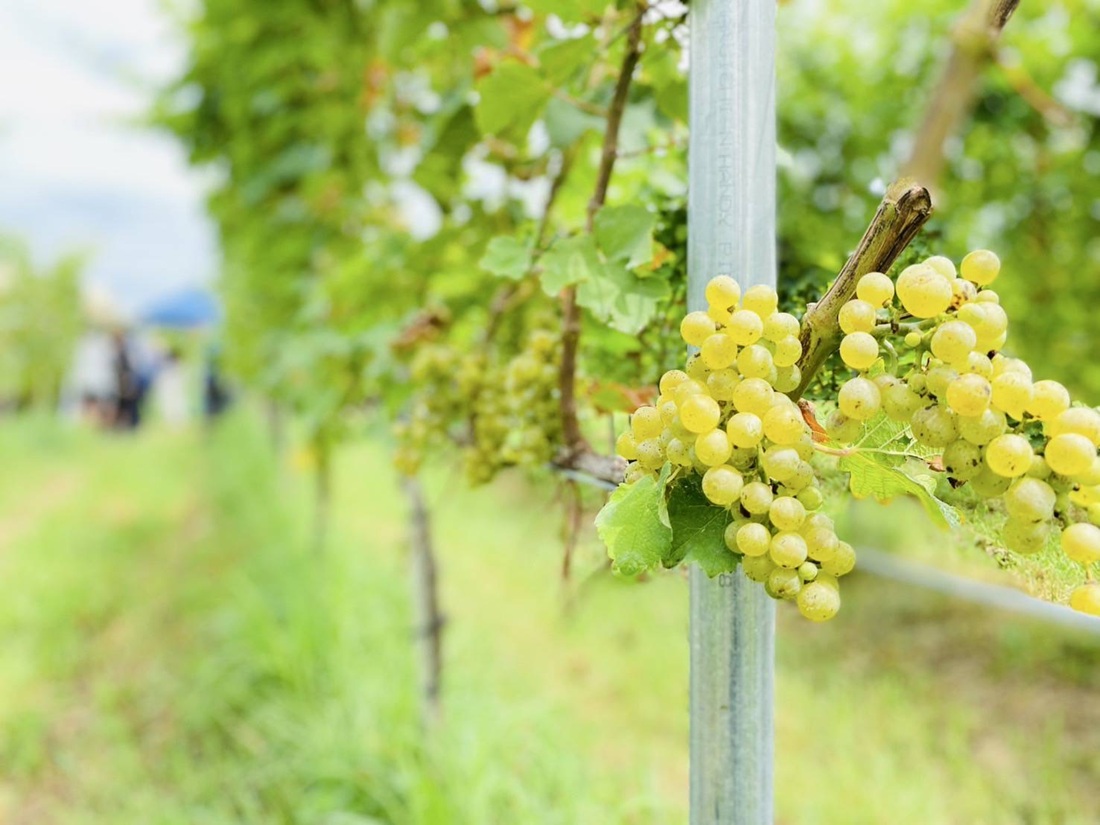 伊勢ワイン いせわいん 三重県 伊勢市