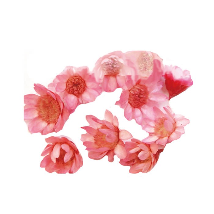 スターフラワー ガラスドーム レジン ネイル 10個入り 押し花 スターフラワー デコ 封入 ドライフラワー 封入 レジン用品 手作り 青 ブルー レジンレシピ ガラス Nns アクセサリーパーツnina Yahoo 店 通販 Yahoo ショッピング