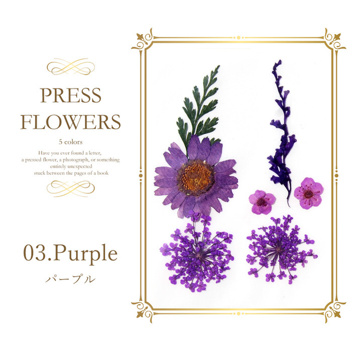 最高級 New 1セット15枚 500 オレンジコスモスのオーダー押し花 押し花セット 各種パーツ Tin Ipb Ac Id