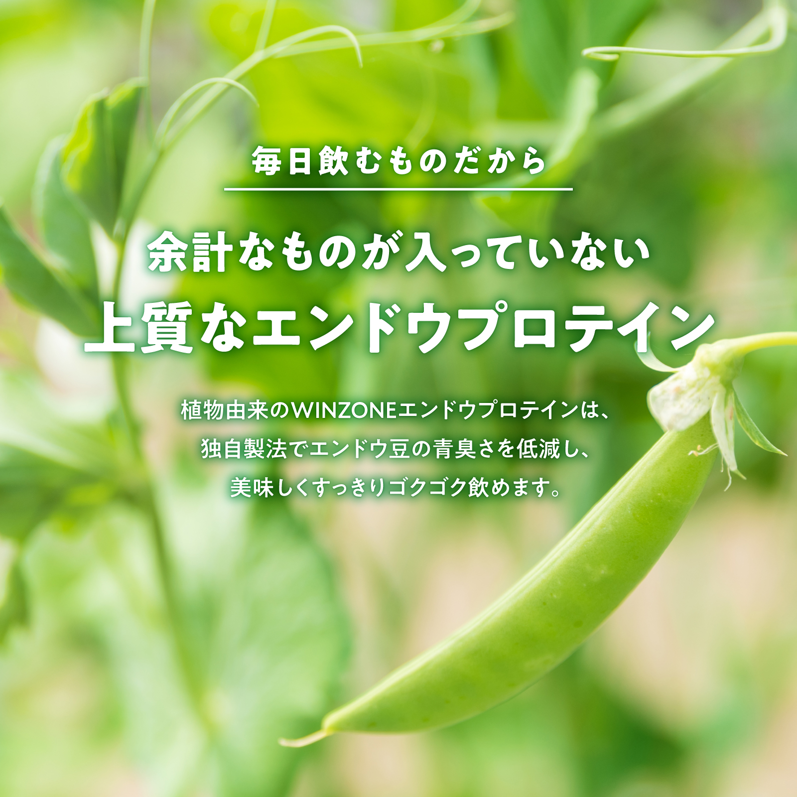 WINZONE ピープロテイン 1kg 香料・甘味料・着色料不使用 エンドウ