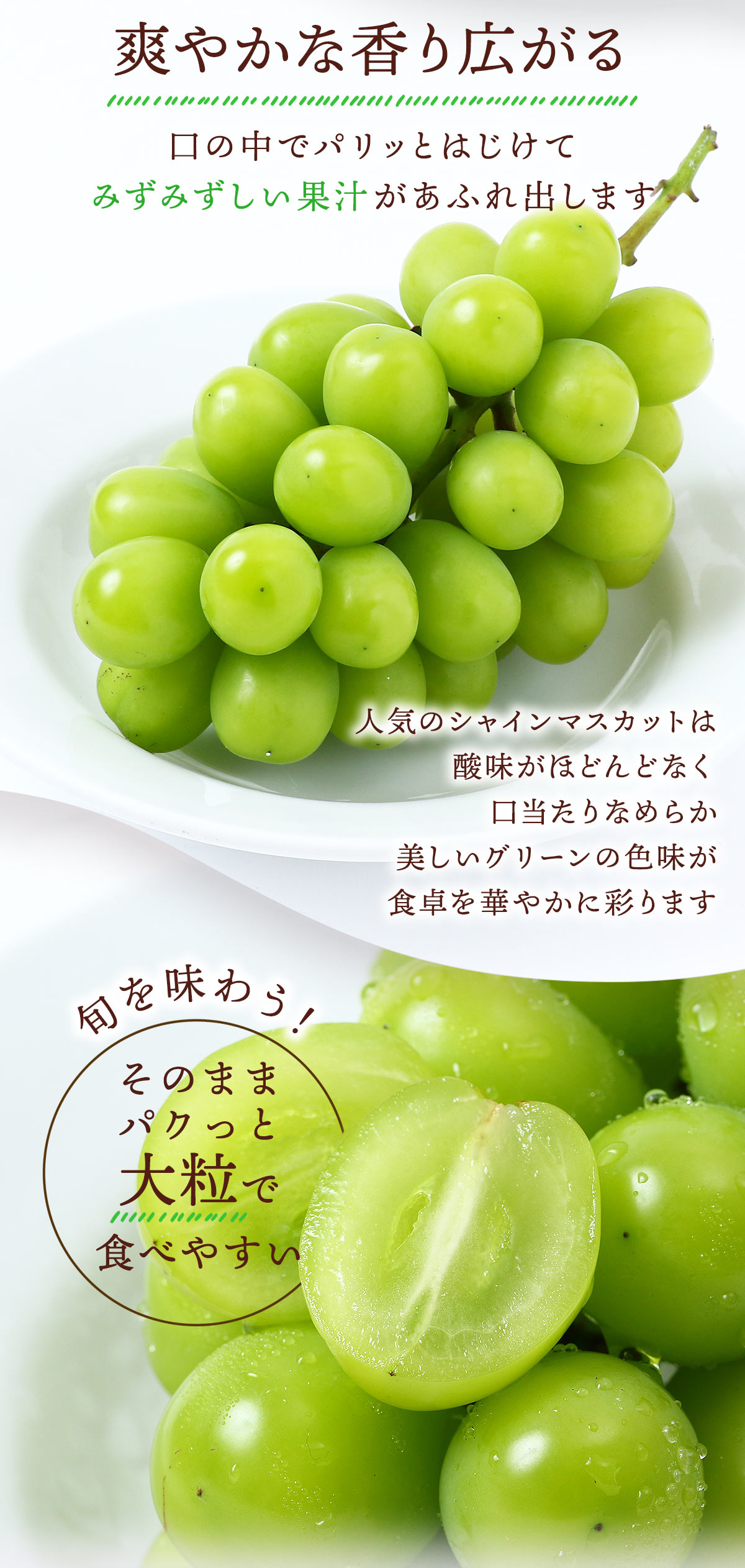 送料無料 福岡県産 シャインマスカット 500g×2房 ご家庭用 【発送時期