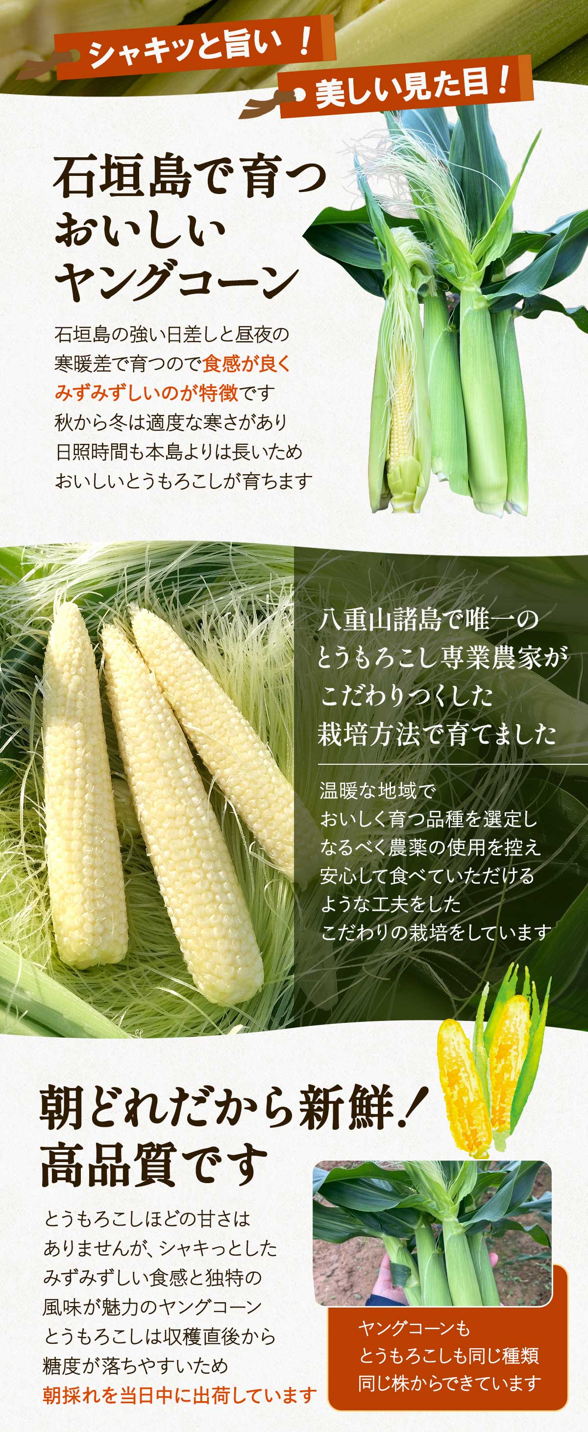 送料無料 朝どれプレミアムヤングコーン 15本入り 【出荷開始:12月