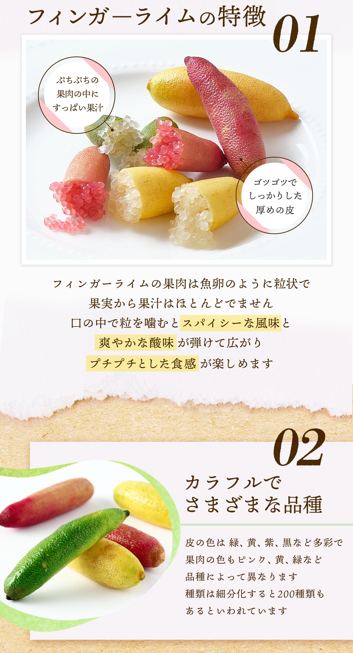 送料無料 シーヴイテック フィンガーライム 80g(4〜7本) 【発送:7月