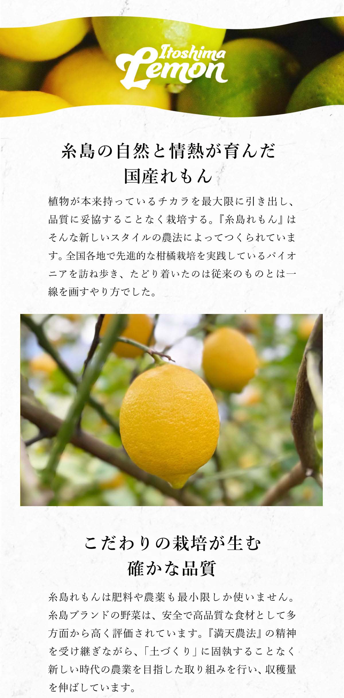 期間限定 数量限定 [糸島れもん] 送料無料 3kg レモン 糸島レモン /糸島 等級A その他
