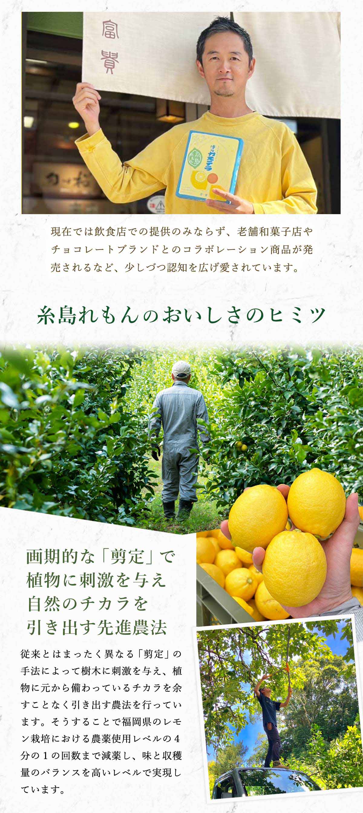 レモン 3kg 送料無料 [糸島れもん] 糸島レモン 等級A /糸島