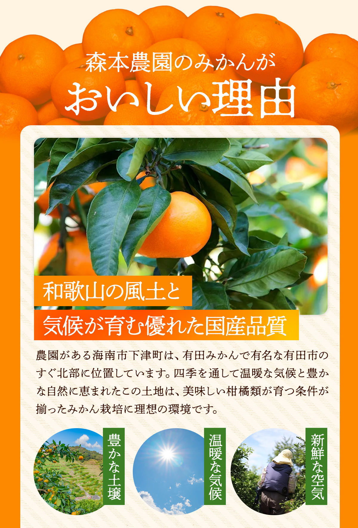 和歌山県産 デコポン 10kg 送料無料 [森本農園] 不知火(デコポン) 訳