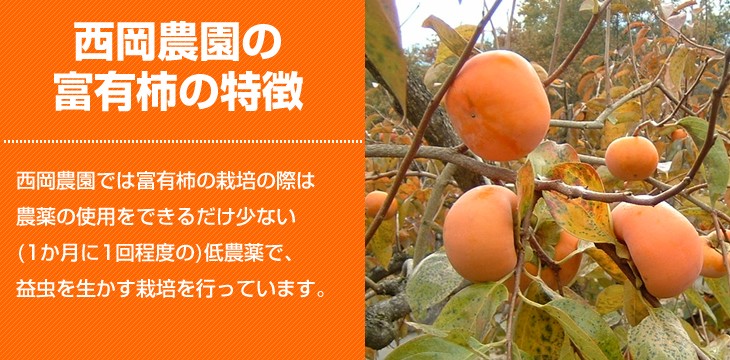 ≪送料無料≫ 奈良県西吉野産 農家直売の富有柿 贈答用(2L〜3L) 5Kg （15〜16個入り） :fuy-z02:西岡農園 - 通販 -  Yahoo!ショッピング