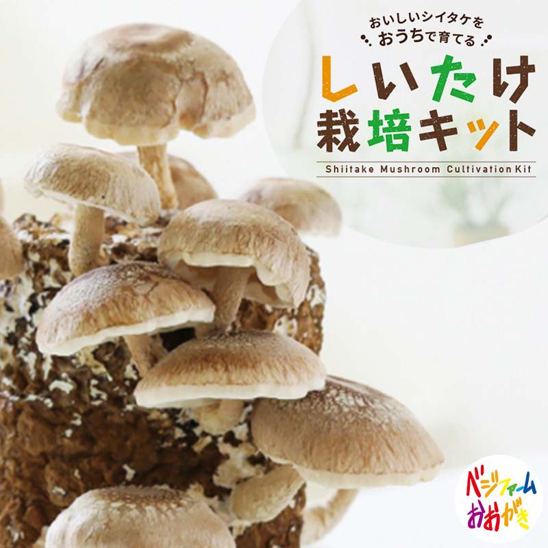 しいたけ栽培キット