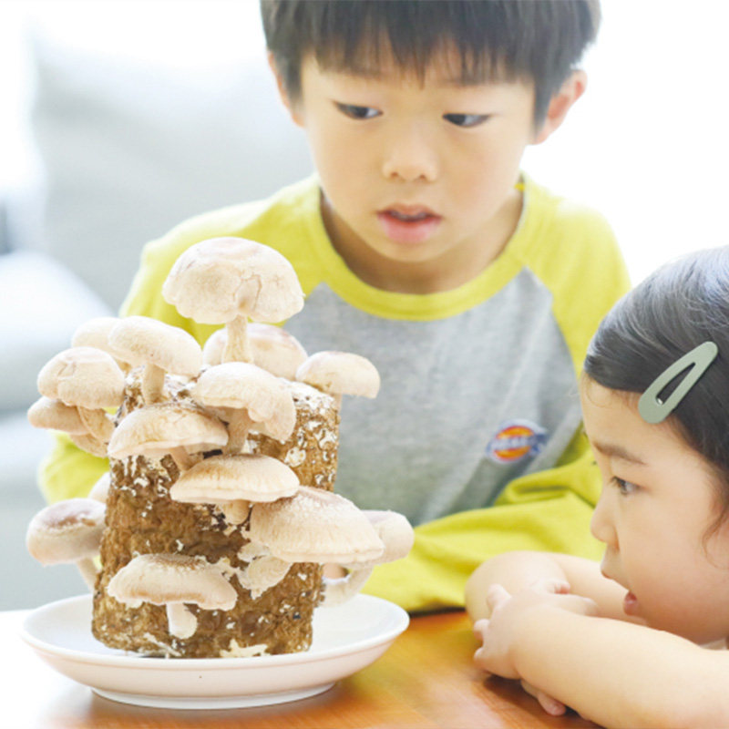 しいたけ栽培キット