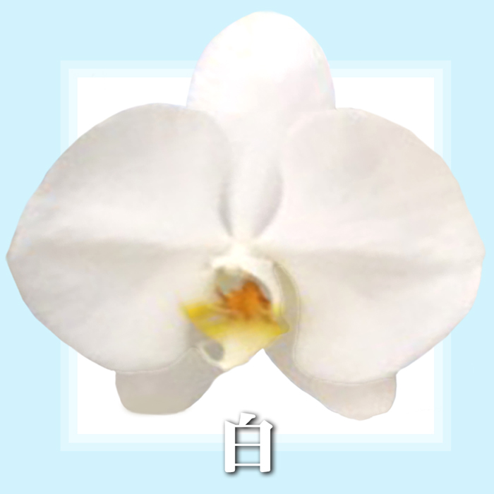 蘭のフレンズ 胡蝶蘭 ミディ 2本立ち 18輪以上 開店祝い 周年祝い