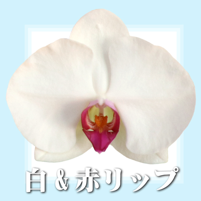 蘭のフレンズ 胡蝶蘭 ミディ 2本立ち 18輪以上 開店祝い 周年