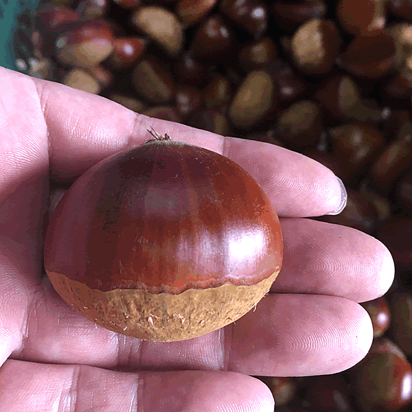 予約販売:栗 2kg サイズ不選別（S未満を除く） 送料別 甲佐町・上田