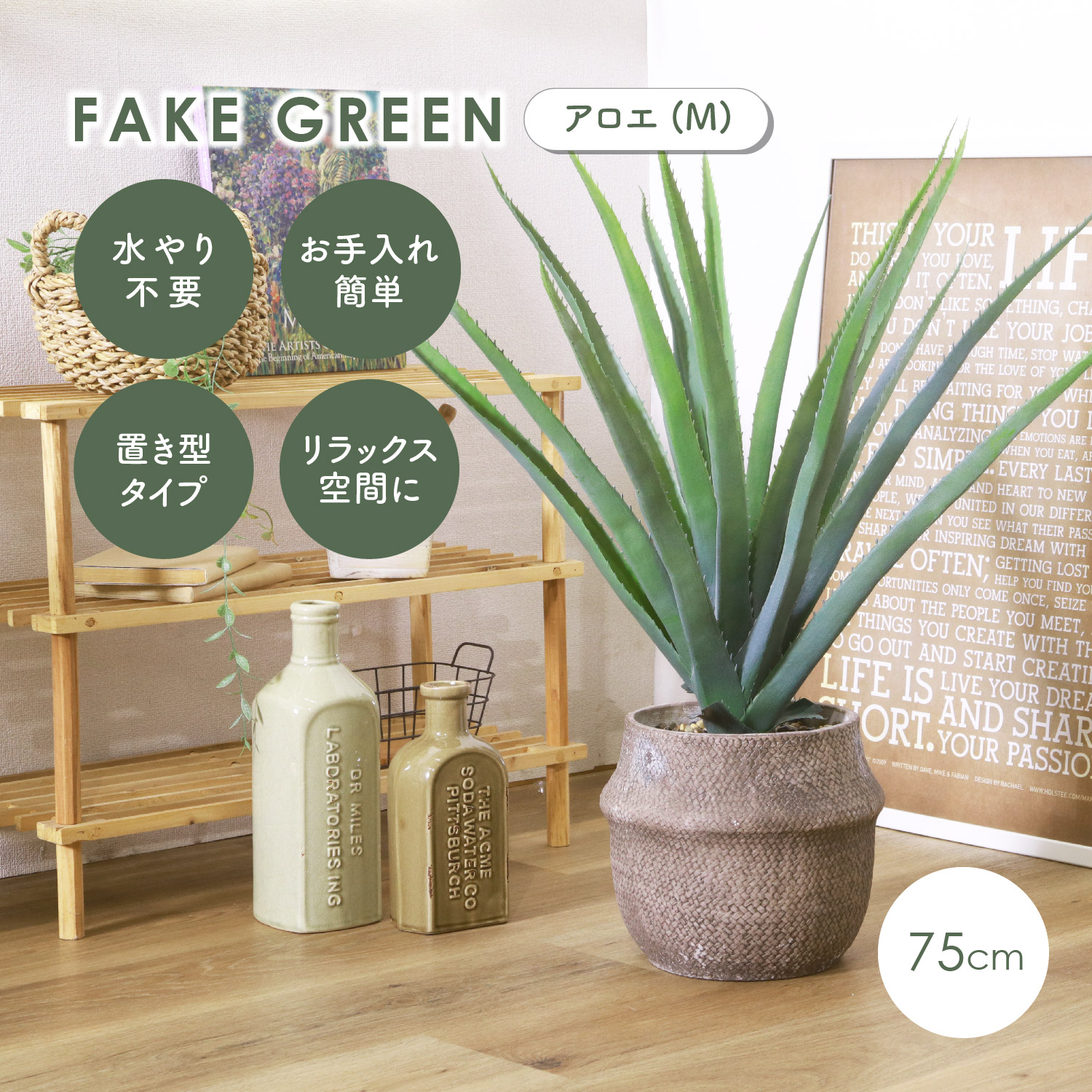 アロエ 観葉植物 室内の人気商品・通販・価格比較 - 価格.com