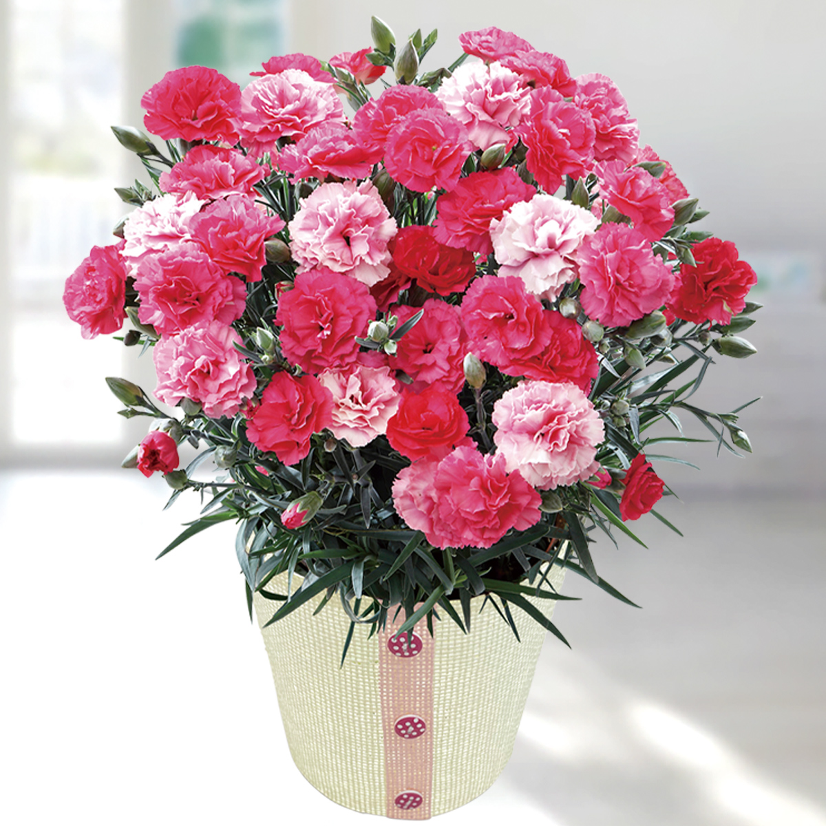 母の日 プレゼント 2026 母の日ギフト 花 鉢植え ギフト 生花 5号鉢