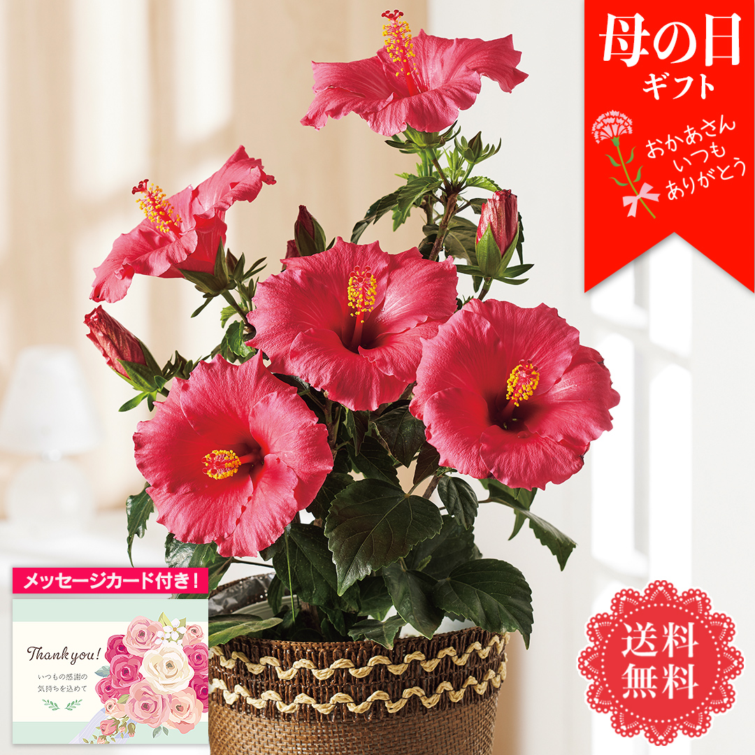 母の日 ギフト プレゼント 花 鉢植え 70代 60代 メッセージ