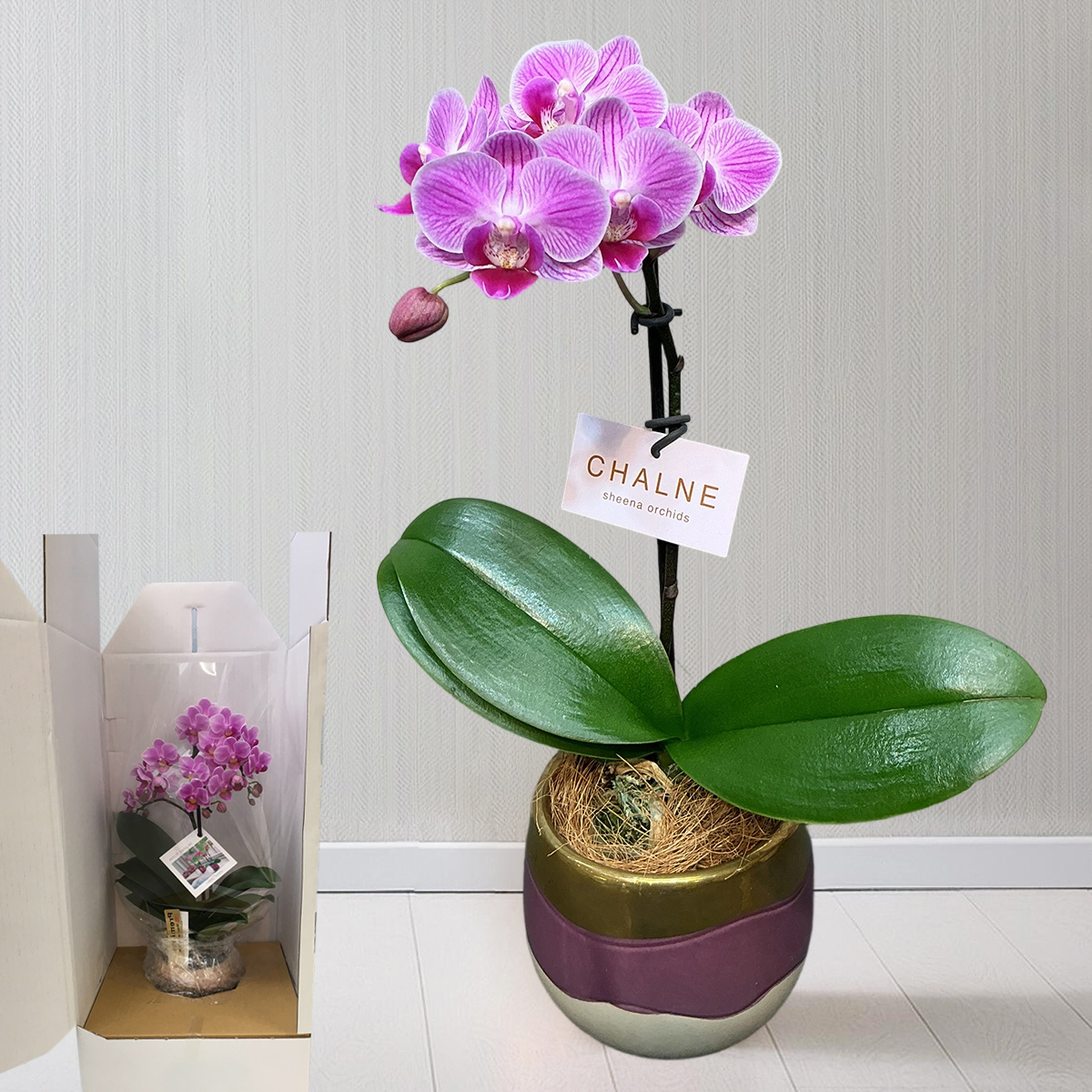 早割 母の日 プレゼント 2026 母の日ギフ...の詳細画像1