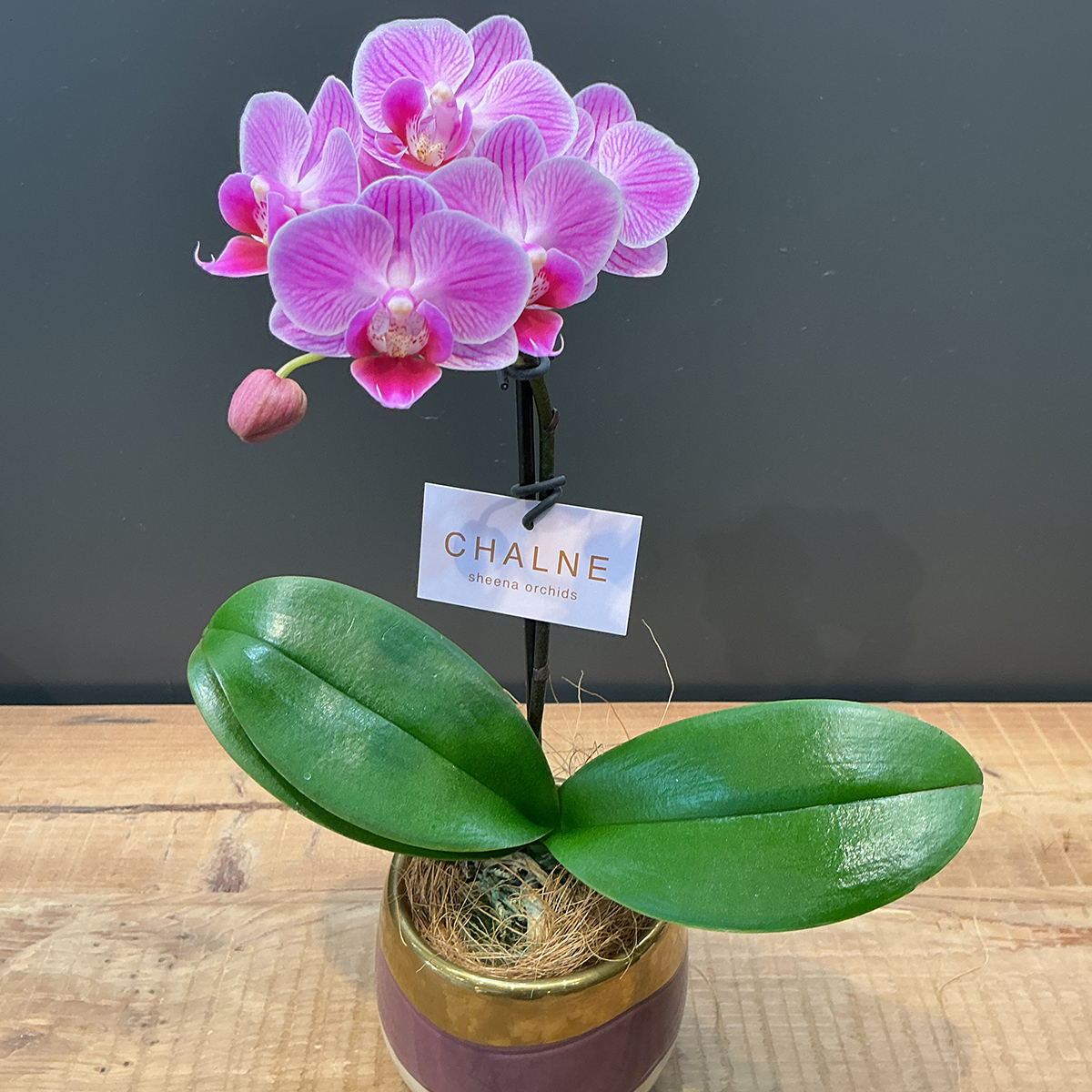 早割 母の日 プレゼント 2026 母の日ギフ...の詳細画像2