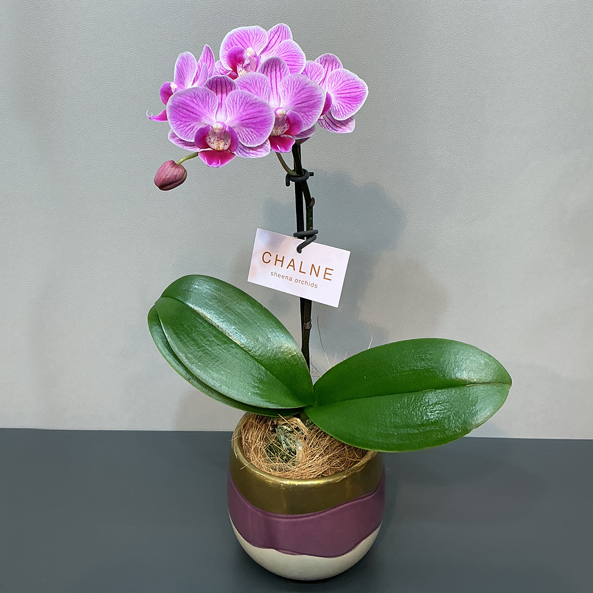 早割 母の日 プレゼント 2026 母の日ギフ...の詳細画像3