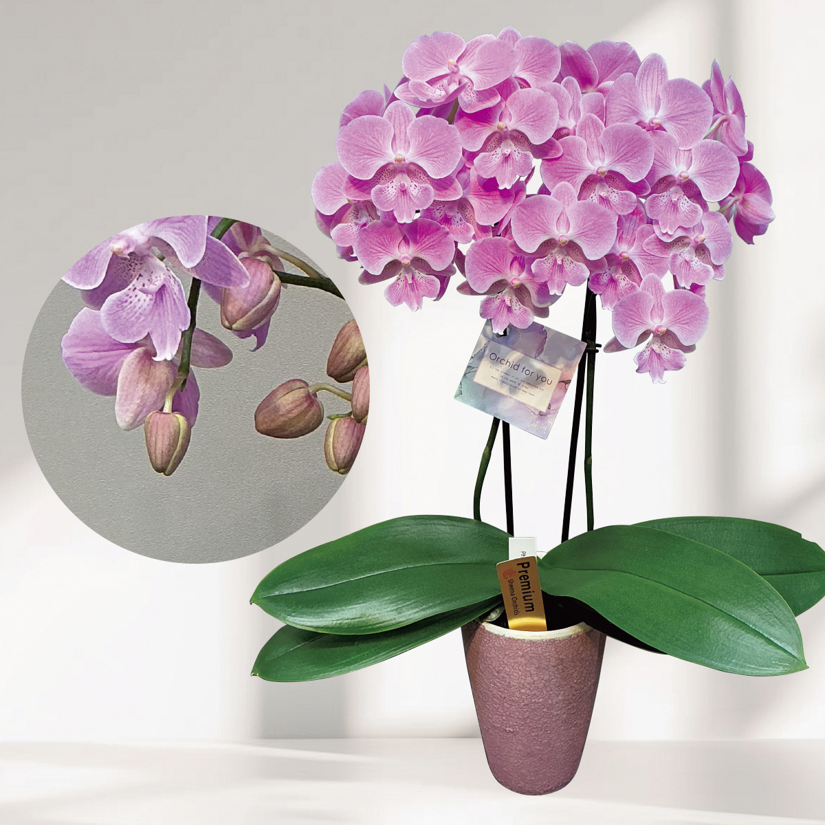 早割 母の日 プレゼント 2026 母の日ギフ...の詳細画像1