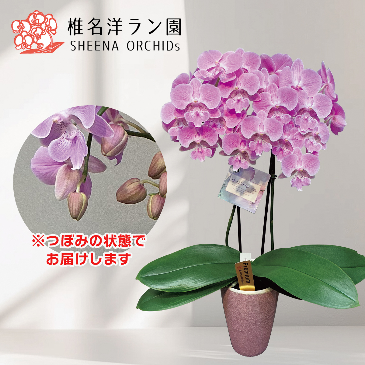 早割 母の日 プレゼント 2026 母の日ギフ...の詳細画像2