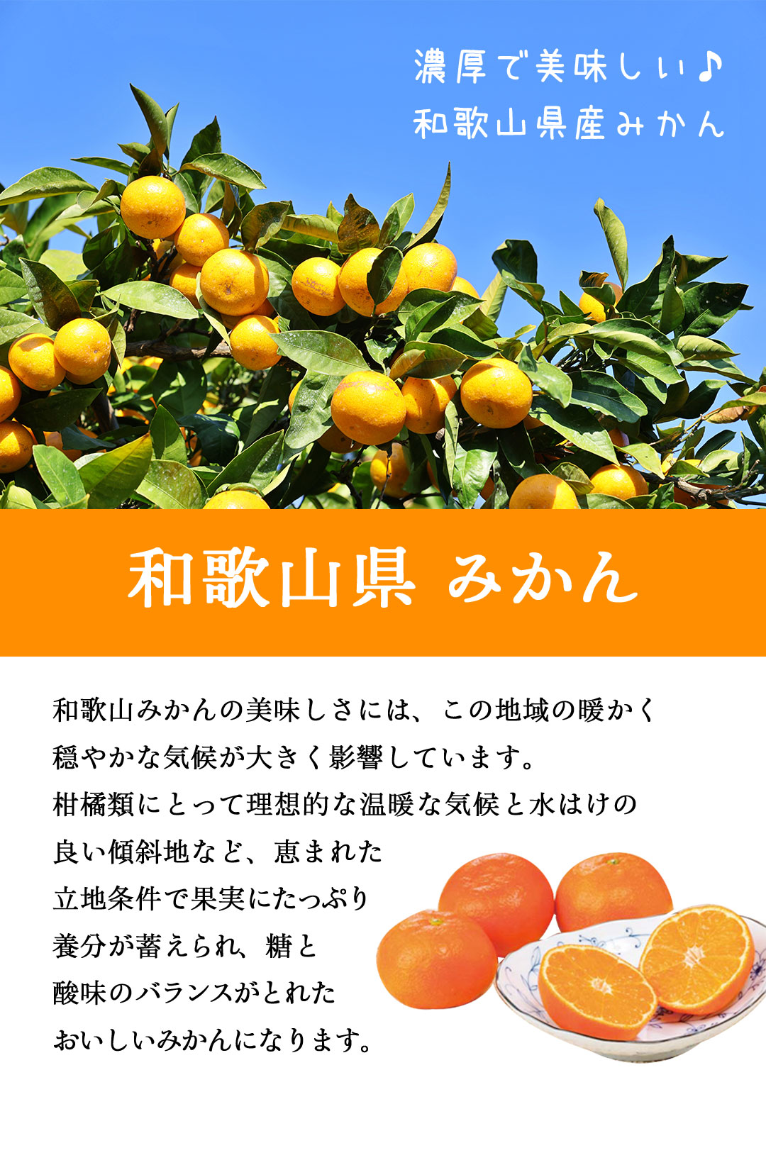 早割 お中元 御中元 夏ギフト プレゼント 2026 送料無料 国産みかん
