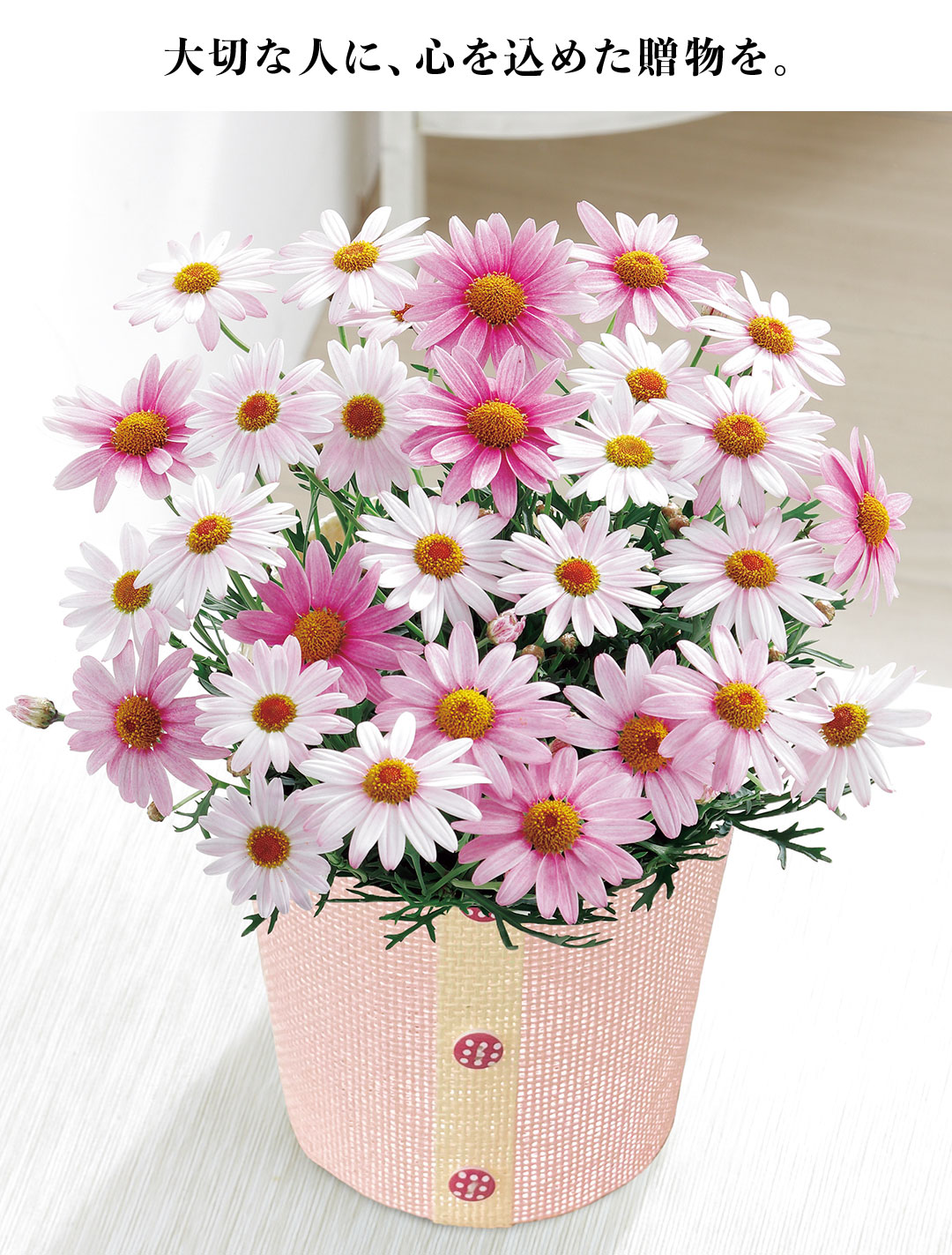 母の日 プレゼント 2026 母の日ギフト 花 ギフト 生花 鉢植え 70代 60
